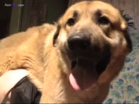 Kinky slut sucking dog dick before dog sex